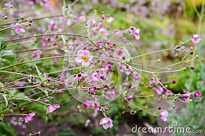 Anemone tomentosa (grapewine leaf anemone) pink flowers Stock Photo